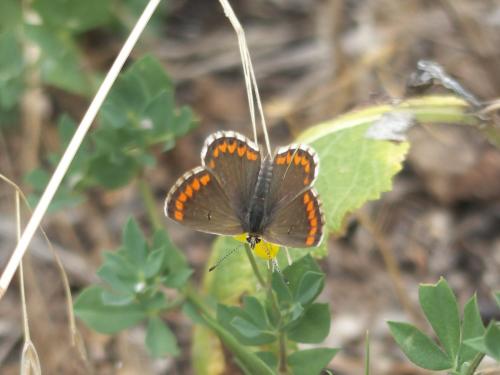 Réf. 222 373 : Aricia agestis